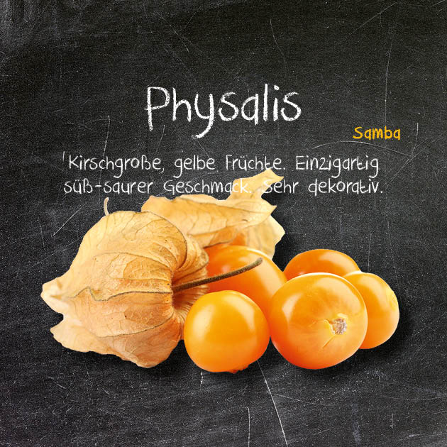 Physalis