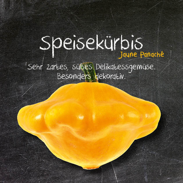 Speisekürbis-JP